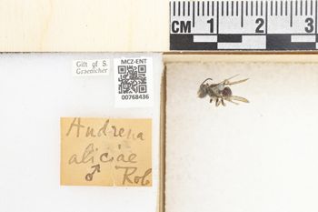 Media type: image;   Entomology 768436 Aspect: Labels